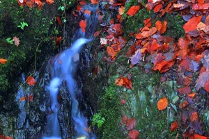Trail Prints: Water flows around autumn leaves in Stock Ghyll Force in Ambleside situated in Lake District