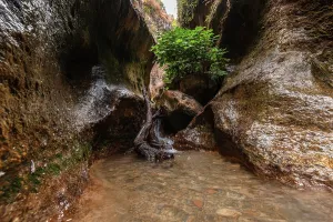 Granada Prints: Water flows past tree roots and rocks in a narrow canyon in Granada