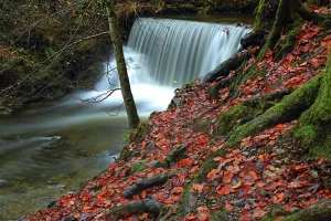 Bark Prints: Water flows over rocks at Stock Ghyll Force in the Lake District during autumn in the UK with fallen leaves around