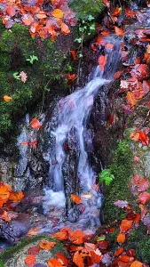 Stones Prints: Water flows over rocks surrounded by autumn leaves at Stock Ghyll Force near Ambleside in Lake District
