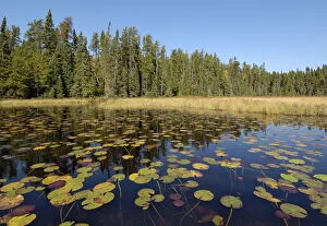 Wilderness Gallery: Water lilies on the Frost River, Boundary Waters Canoe Area Wilderness