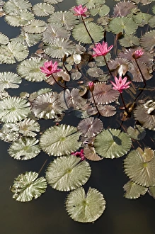 Lily Prints: Water lilies Goa