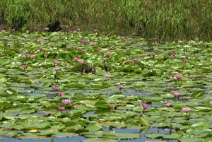 Lilies Prints: Water lilies near the Pitch Lake