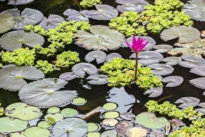 Water-lilies, Nymphaea spp, in Phnom Penh, along the Mekong River, Cambodia, Indochina, Southeast Asia, Asia