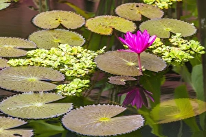 Water Lilies Prints: Water-lilies, Nymphaea spp, in Phnom Penh