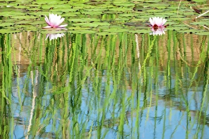 Stillness Prints: Water lilies in a pond, Val d'Orcia, Tuscany, Italy