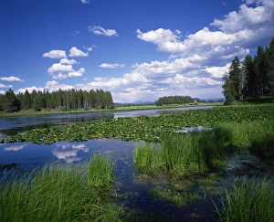 Grand Teton Prints: Water lilies on Swan Lake