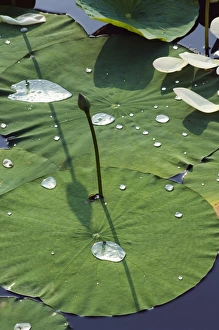 Leave Prints: Water liliy at Yuanmingyuan (Old Summer Palace), Beijing, China, Asia