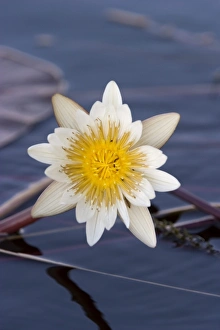 Water Lily, Nymphaea caerulea, Chobe River, Chobe National Park, Botswana, Africa