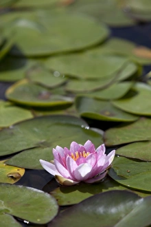 Water Lily Prints: Water lily at Rapaura Water Gardens