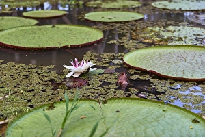Nymphaeaceae Prints: A water lily amongst water lily pads, Colombia, South America