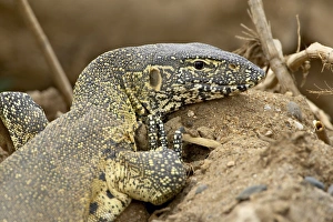 Images Dated 28th October 2006: Water monitor (Varanus niloticus), Kruger National Park, South Africa, Africa