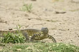 Images Dated 28th October 2006: Water monitor (Varanus niloticus), Kruger National Park, South Africa, Africa