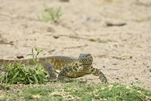 Images Dated 28th October 2006: Water monitor (Varanus niloticus), Kruger National Park, South Africa, Africa