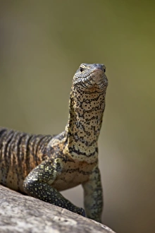 Water Monitor Prints: Water monitor (Varanus niloticus), Kruger National Park, South Africa, Africa