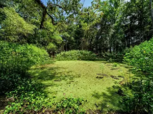 Wetlands Prints: Water Reservoir, Caracol Archaeological Site, Cayo District, Belize