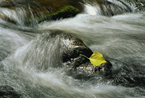Killarney Prints: Water rushing over rocks and a single leaf in a river in Killarney
