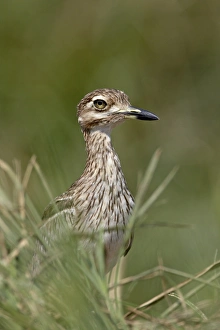 Images Dated 16th November 2007: Water Thickknee (Water Dikkop) (Burhinus vermiculatus), Kruger National Park