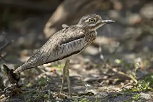 Water thickknee (water dikkop) (Burhinus vermiculatus), Selous Game Reserve, Tanzania