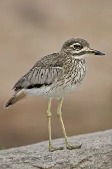 Water thickknee (water dikkop) (Burhinus vermiculatus), Kruger National Park, South Africa