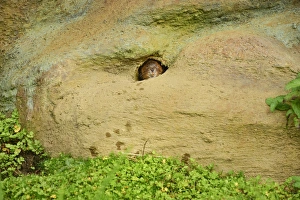 Hole Prints: Water vole (Arvicola amphibius), Devon, England, United Kingdom, Europe