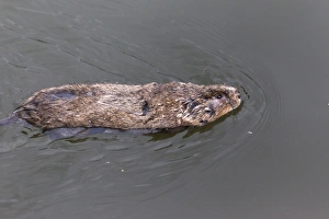 M Ammals Prints: Water vole (Arvicola terrestris)
