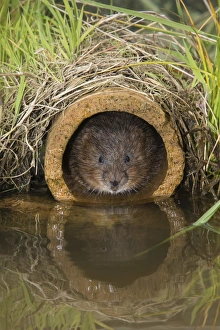 Animal Head Prints: Water vole (Arvicola terrestris), captive, United Kingdom, Europe