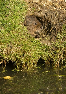 Rodent Prints: Water vole (Arvicola terrestris) at burrow entrance