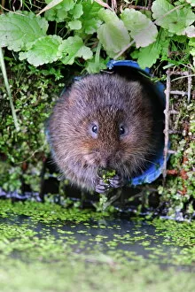 Images Dated 13th October 2009: Water vole (Arvicola terrestris) in captivity, United Kingdom, Europe