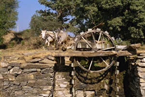 Bullock Prints: Water wheel operated by bullocks in village near Shikar
