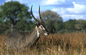 Waterbuck, Kobus ellipsiprymnus