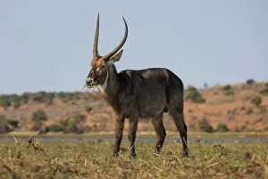 Horns Prints: Waterbuck (Kobus ellipsiprymnus), Chobe National Park, Botswana, Africa