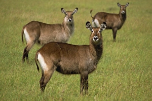 Water Buck Prints: Waterbuck, Masai Mara, Kenya, East Africa, Africa