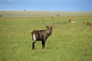 Water Buck Prints: Waterbuck, Masai Mara National Reserve