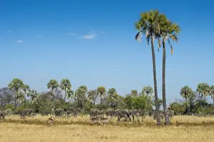 Malawi Prints: Waterbucks (Kobus ellipsiprymnus) in front of African bush elephants (Loxodonta africana)