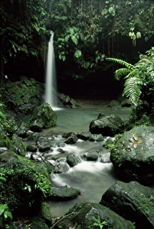Fern Prints: Waterfall flowing into the Emerald Pool, Dominica, West Indies, Central America
