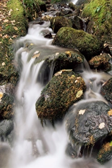 Mossy Prints: Waterfall, Holme Wood, Lake District, Cumbria, England, United Kingdom, Europe