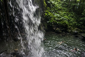 Dominica Prints: Waterfall splashing in the Emerald Pool in Dominica