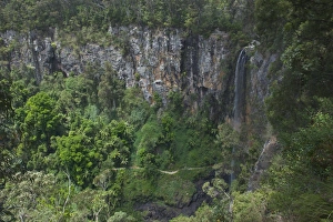 Images Dated 11th November 2008: Waterfall in the Springbrook National Park, New South Wales, Australia, Pacific