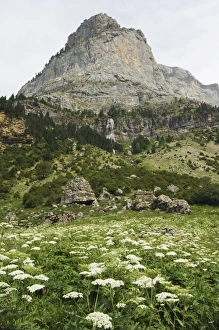 Waterfall and summer flowers in the Canon de Anisclo (Anisclo Canyon) Waterfall and summer flowers in the Canon de Anisclo (Anisclo Canyon)