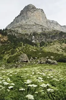 Aragon Prints: Waterfall and summer flowers in the Canon de Anisclo (Anisclo Canyon)