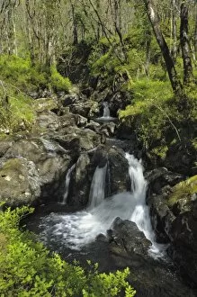 Waterfalls at Wood of Cree, near Newton Stewart, Dumfries and Galloway, Scotland, United Kingdom, Europe