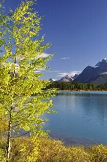 Images Dated 25th September 2009: Waterfowl Lake, Banff National Park, UNESCO World Heritage Site, Rocky Mountains