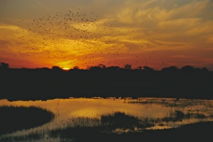 Flew Prints: Waterhole at sunset