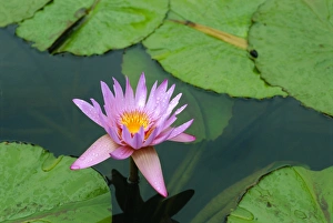 Botanical Garden Prints: Waterlily, Botanical Gardens