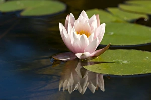 Water Lily Prints: Waterlily, (Nymphaea)
