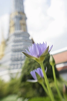 Water Lilies Prints: Waterlily, Wat Phra Kaew