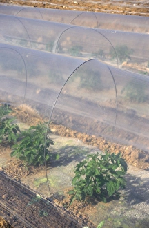 Tunnel Prints: Watermelon growing in sandy soil under plastic sheets