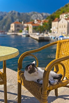 Perast Prints: Waterside cafe and cat, Perast