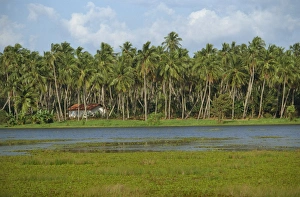 Waterway and house among palm trees near Negombo